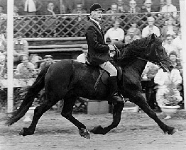 Welsh Cob hengst Bucklesham Brenin Bach